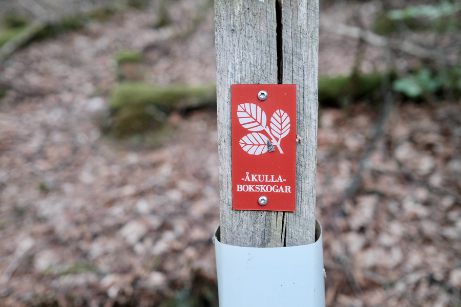 Trail running i Åkulla bokskogar