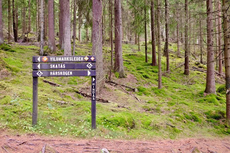 Trail running pÃ¥ Vildmarksleden mellan HindÃ¥s och SkatÃ¥s